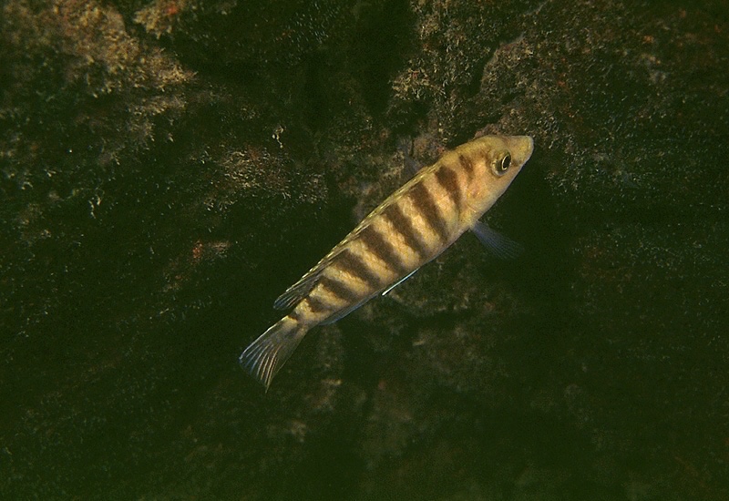 Labidochromis sp. 'caeruleus jalo' Jalo Reef